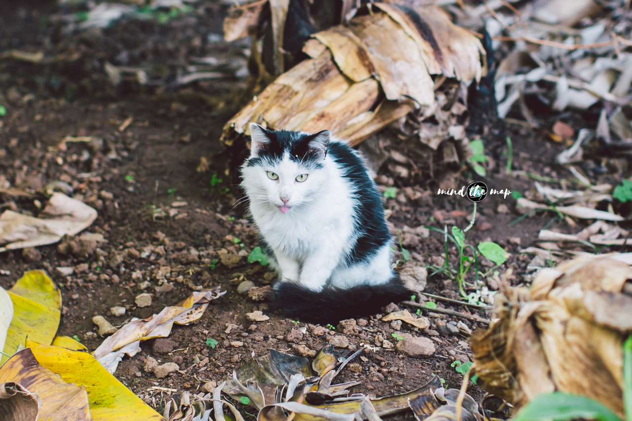 cat in Madeira