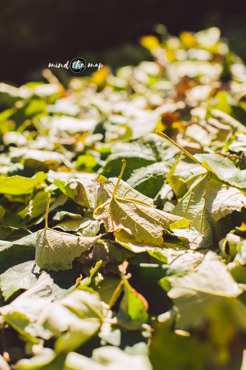 grape leaves in Madeira