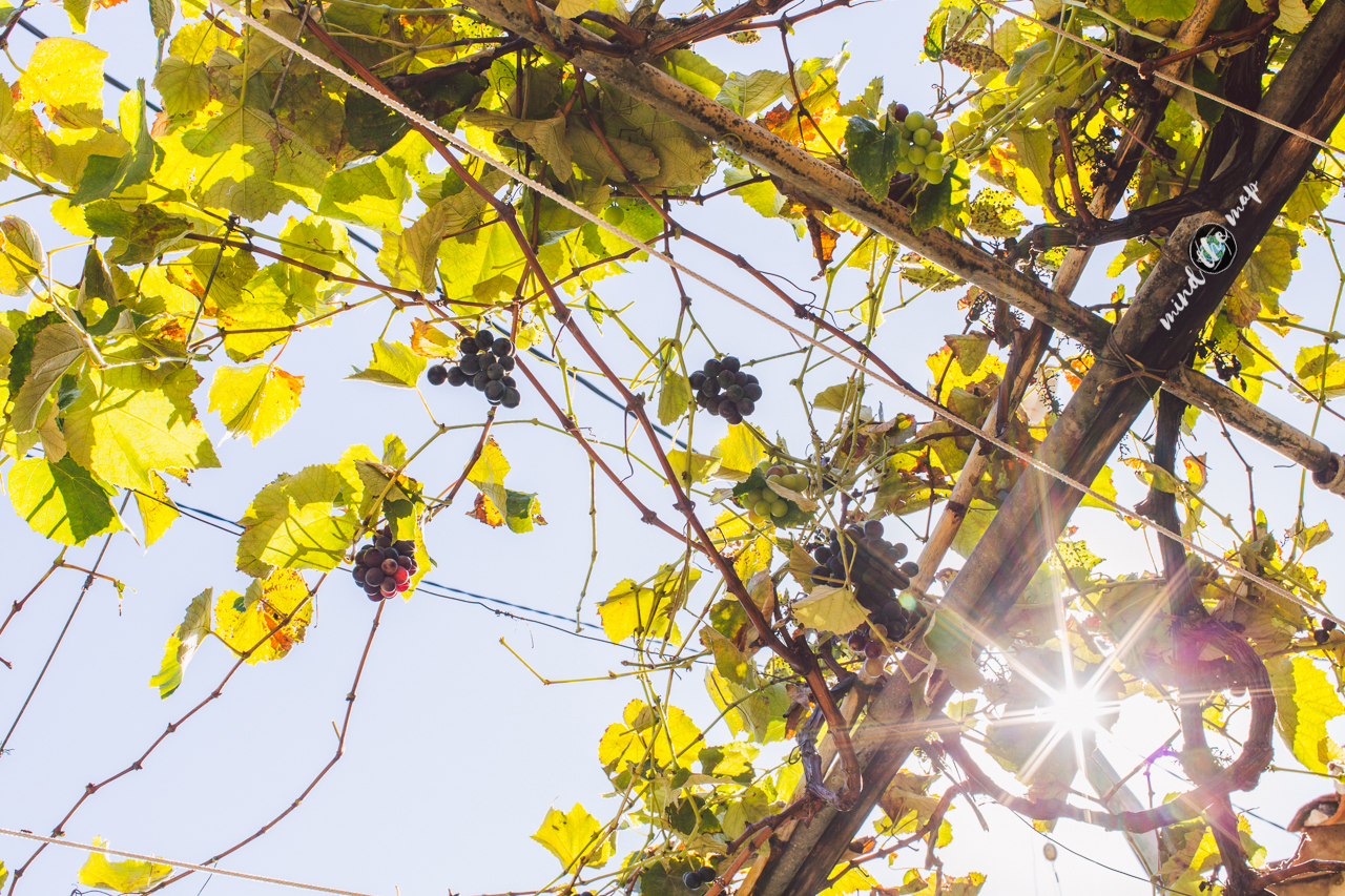 grapes of Madeira