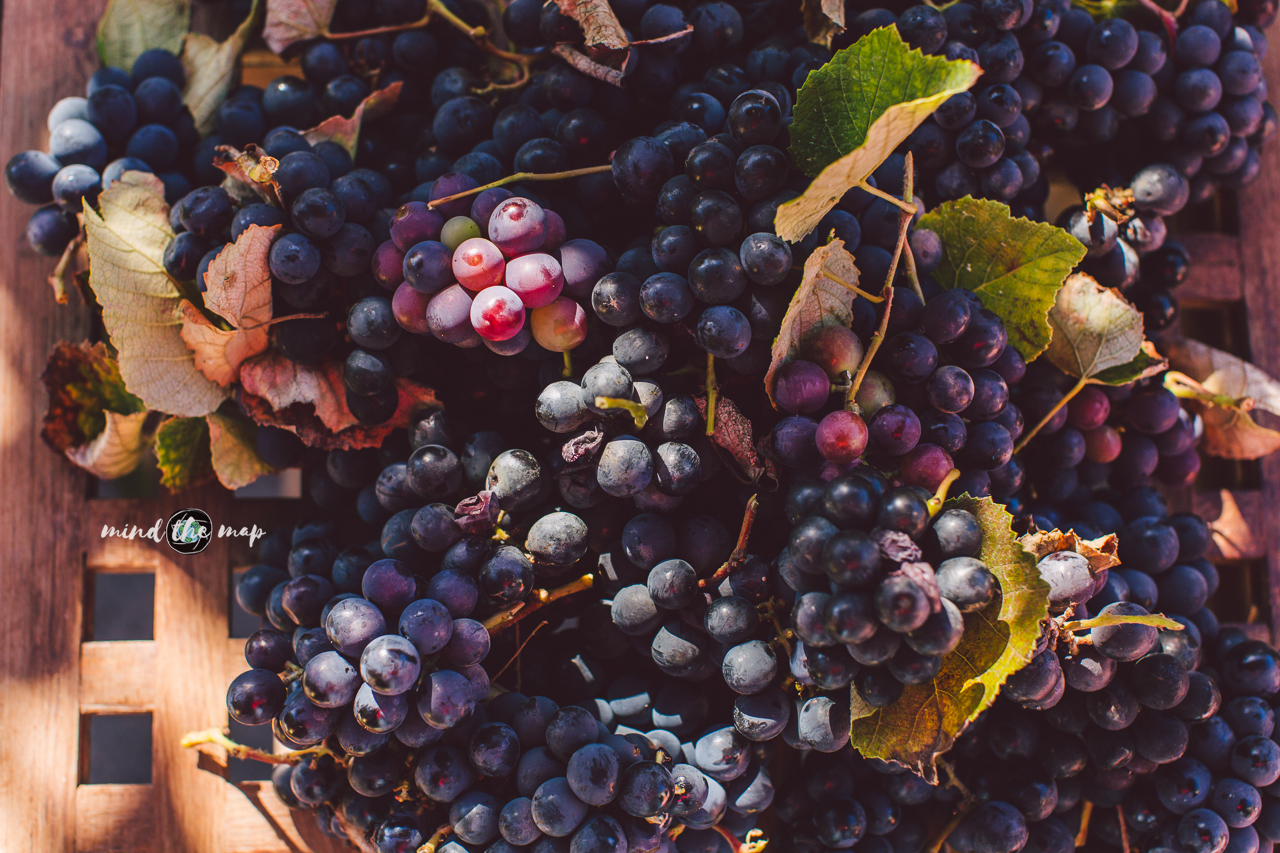 grapes in Madeira