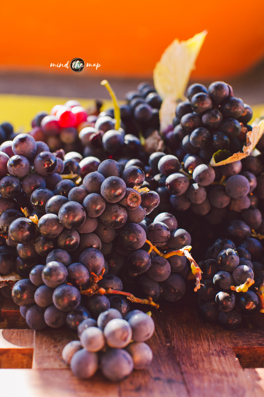 grapes of Madeira