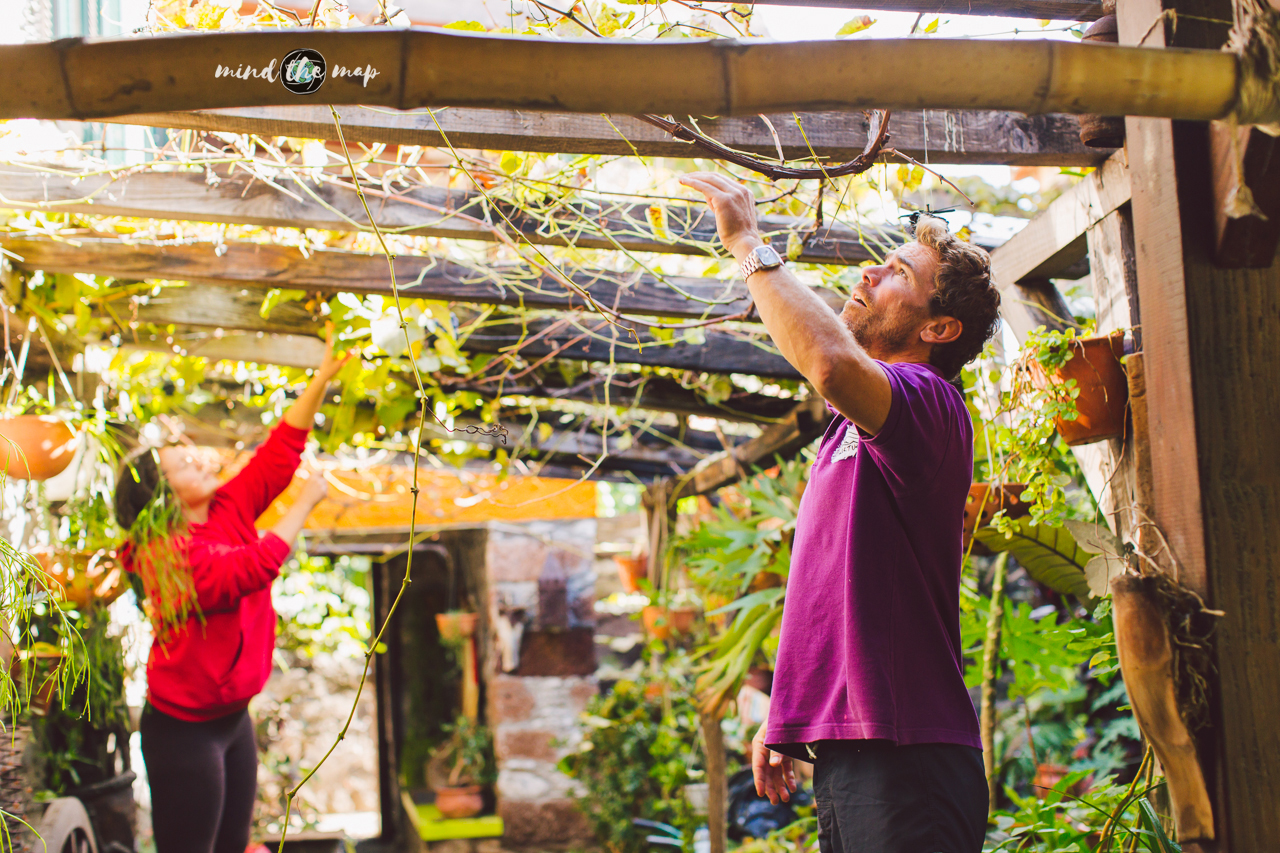 picking grapes in Madeira