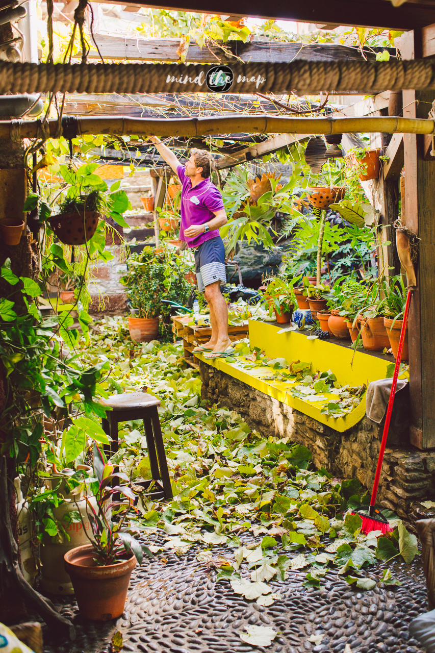 picking grape leaves in Madeira