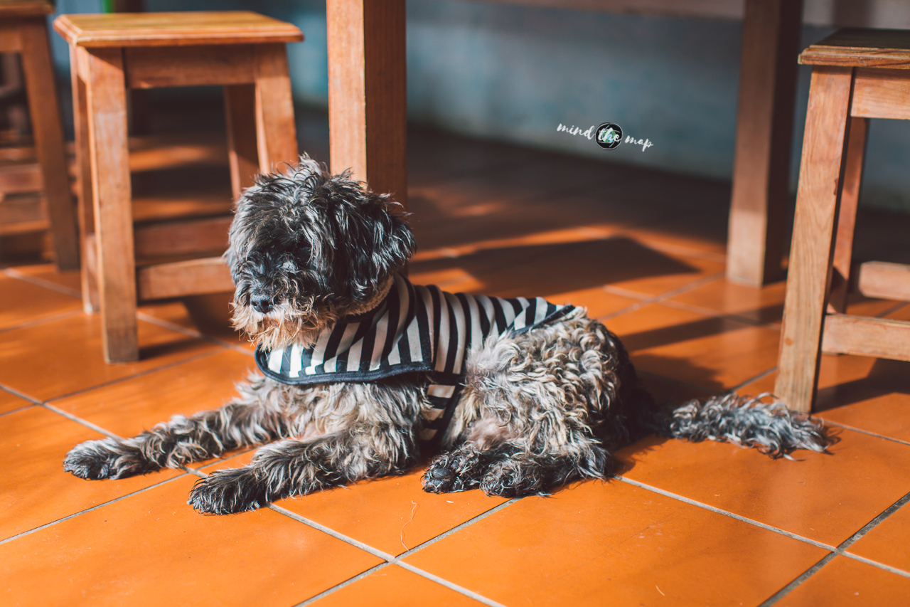Sebastiao dog in Maktub