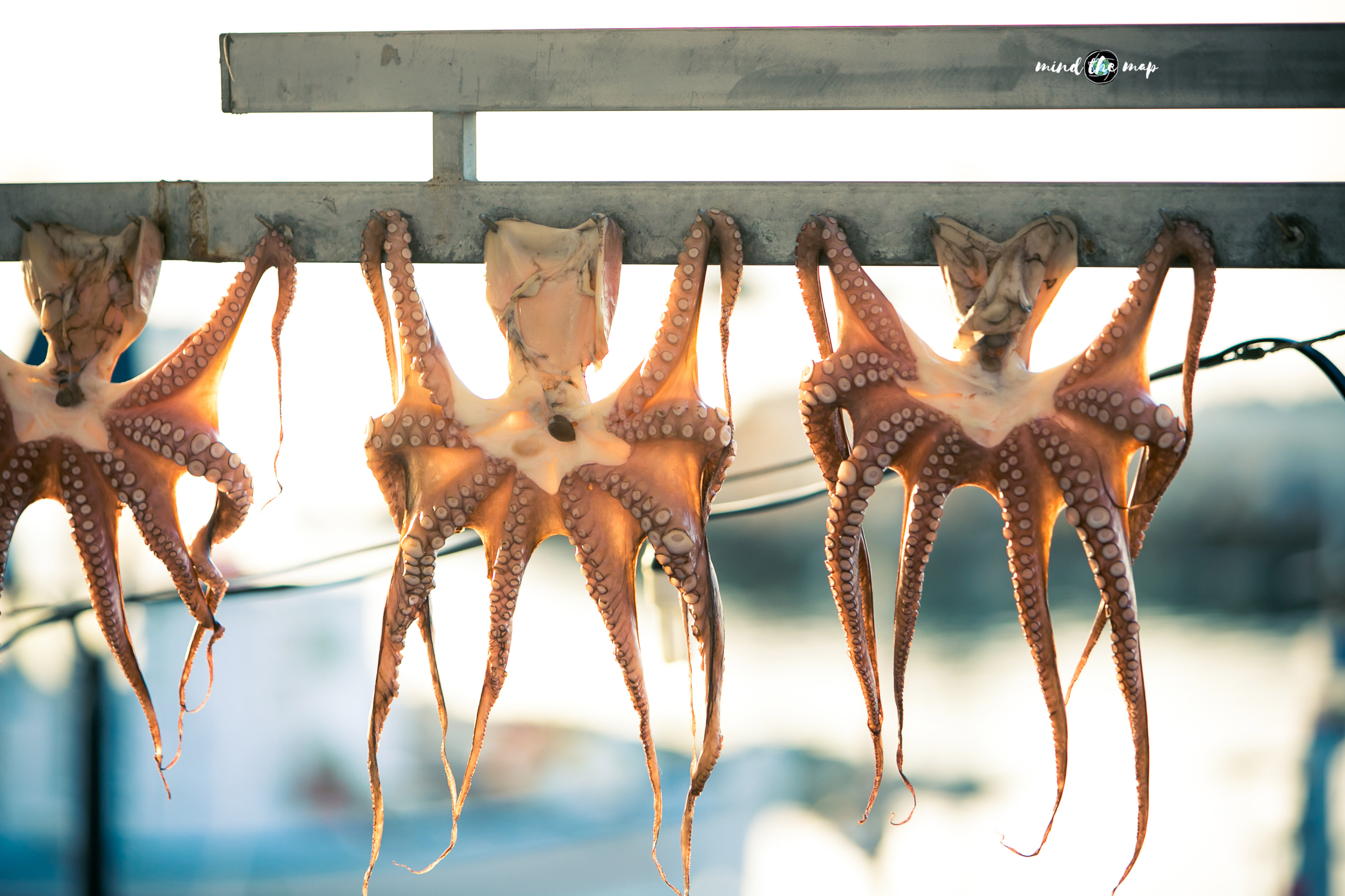 octopus in Greece