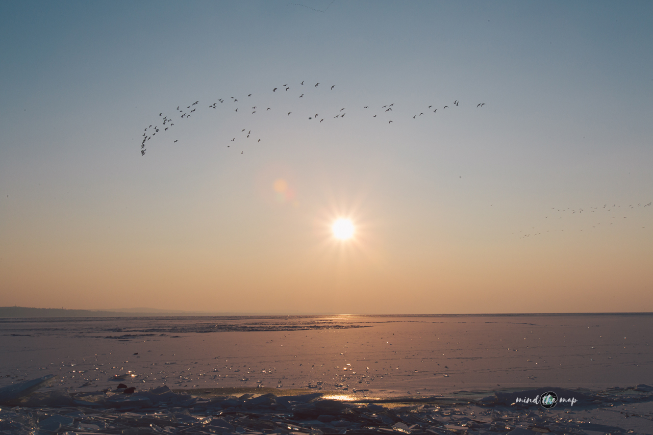 birds above frozen Balaton