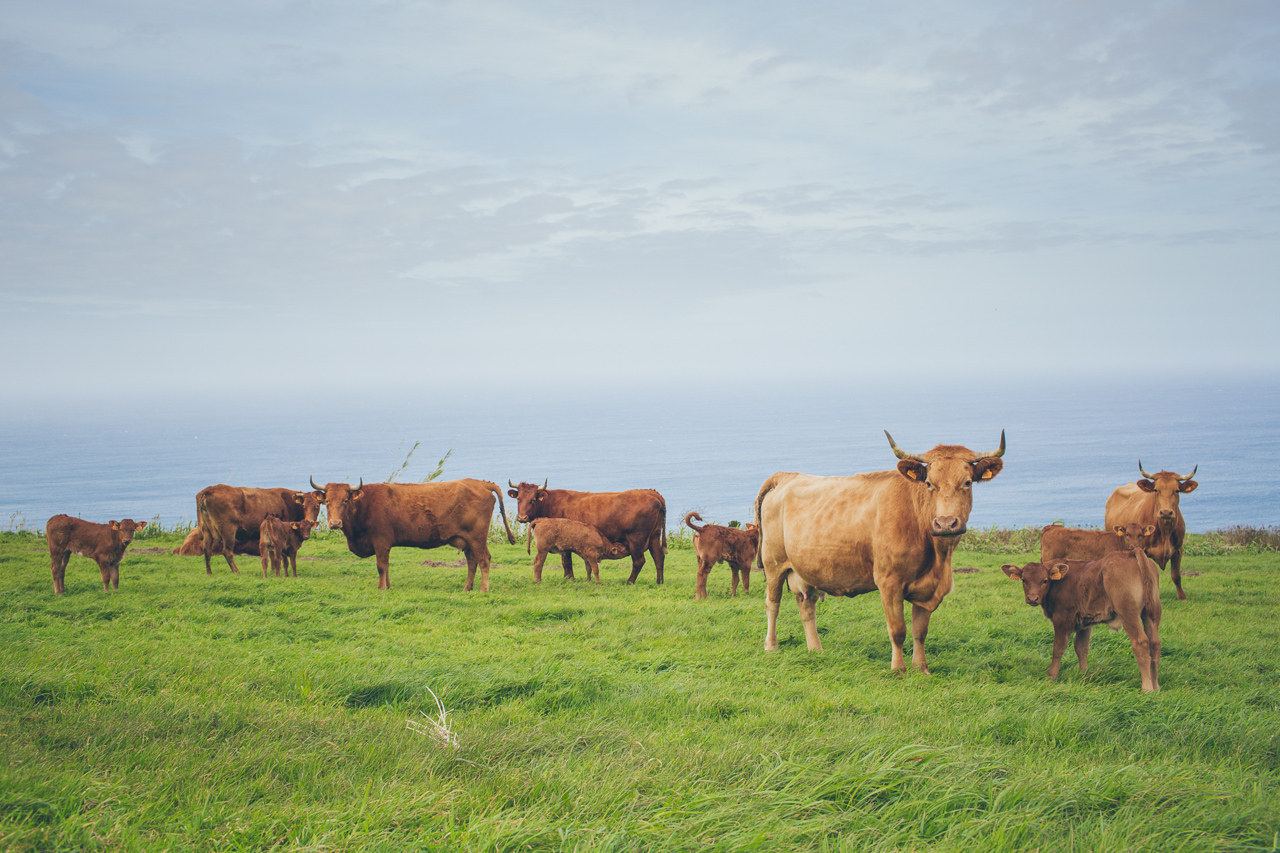 cows of the Azores