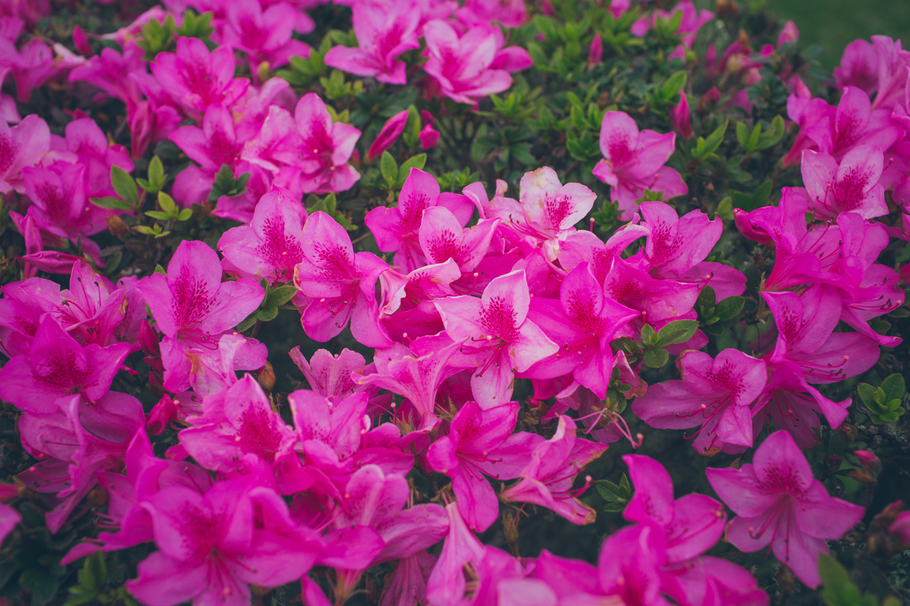 flowers Faial Azores