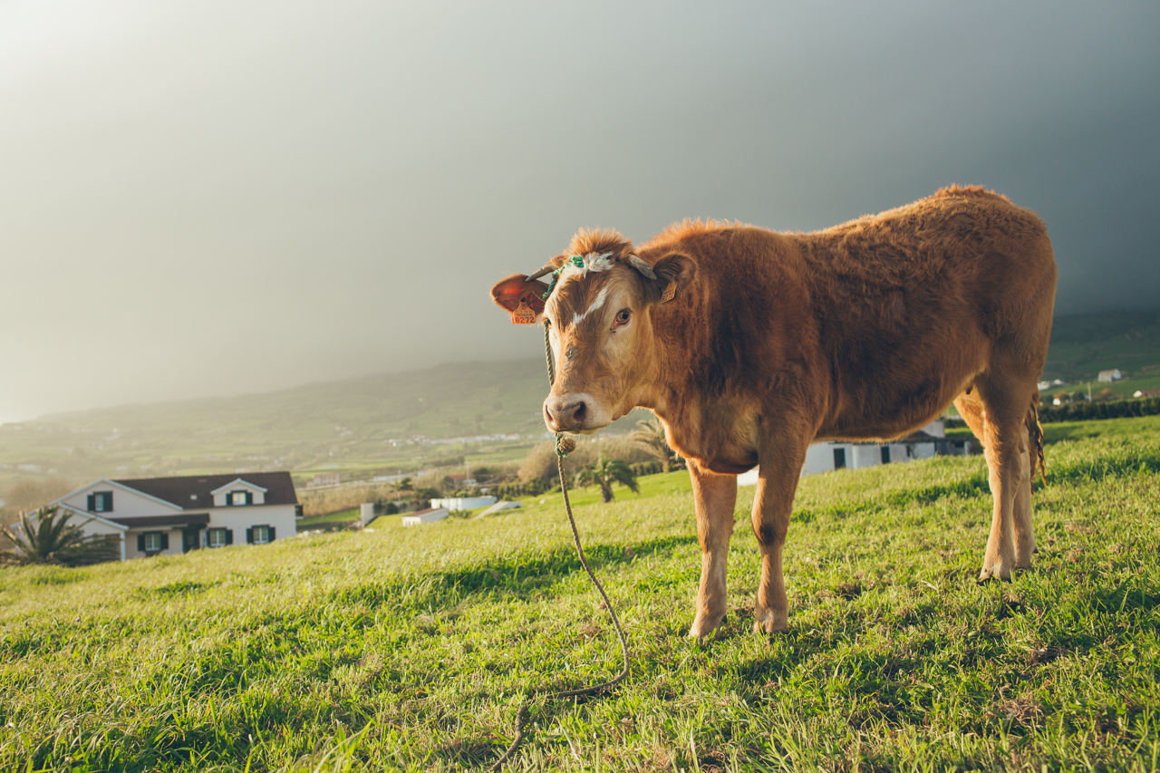 cows of the Azores