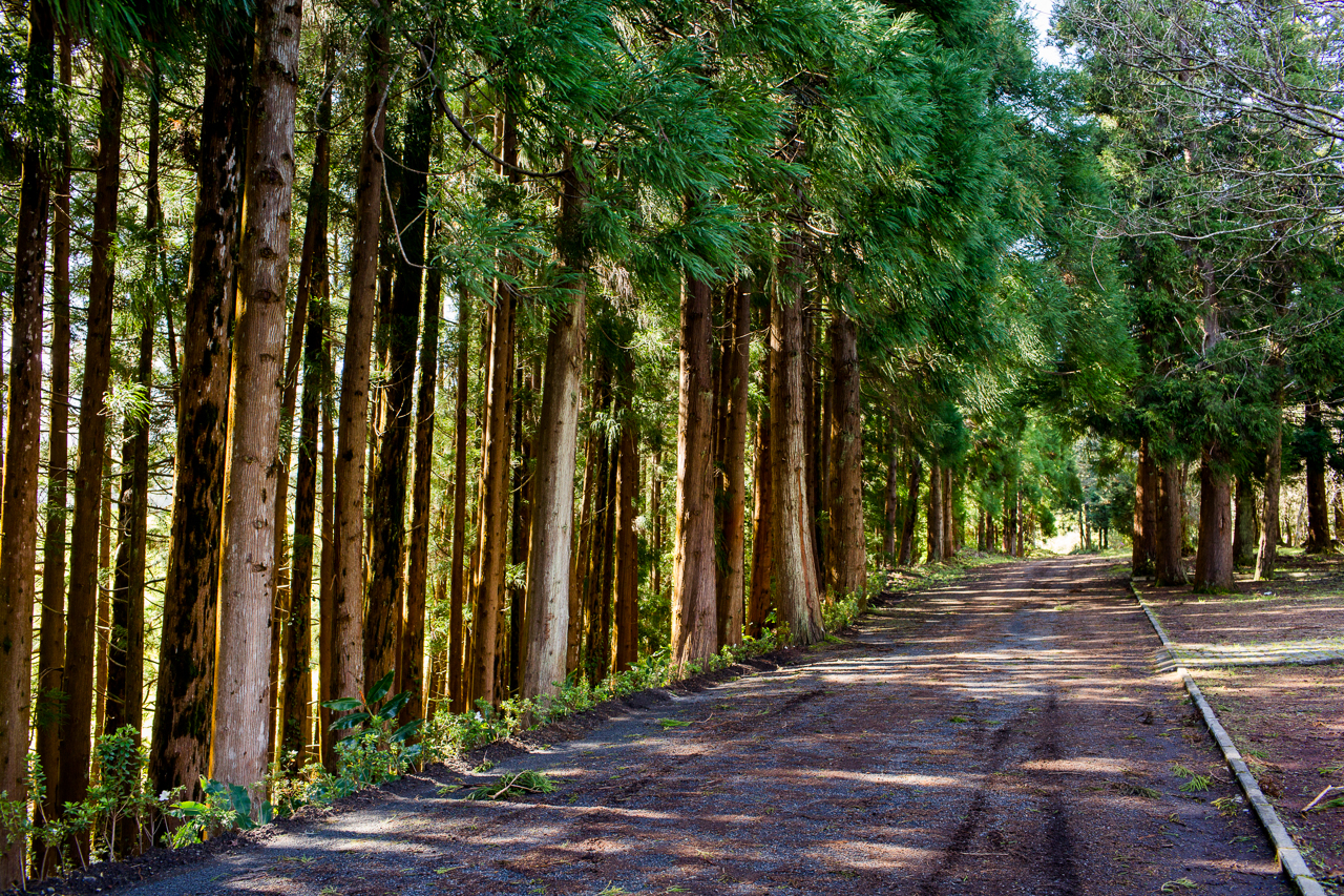 forest Faial island Azores