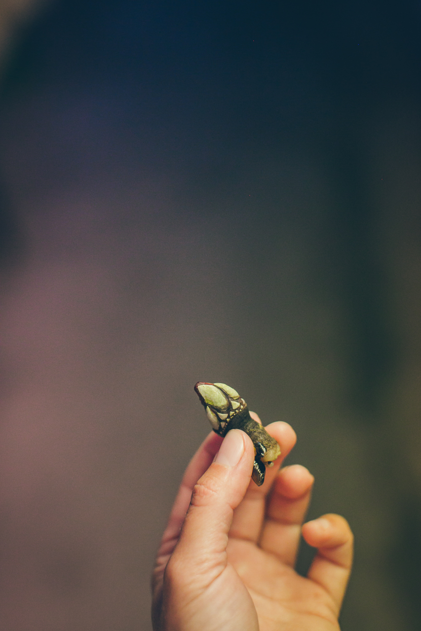 percebes
