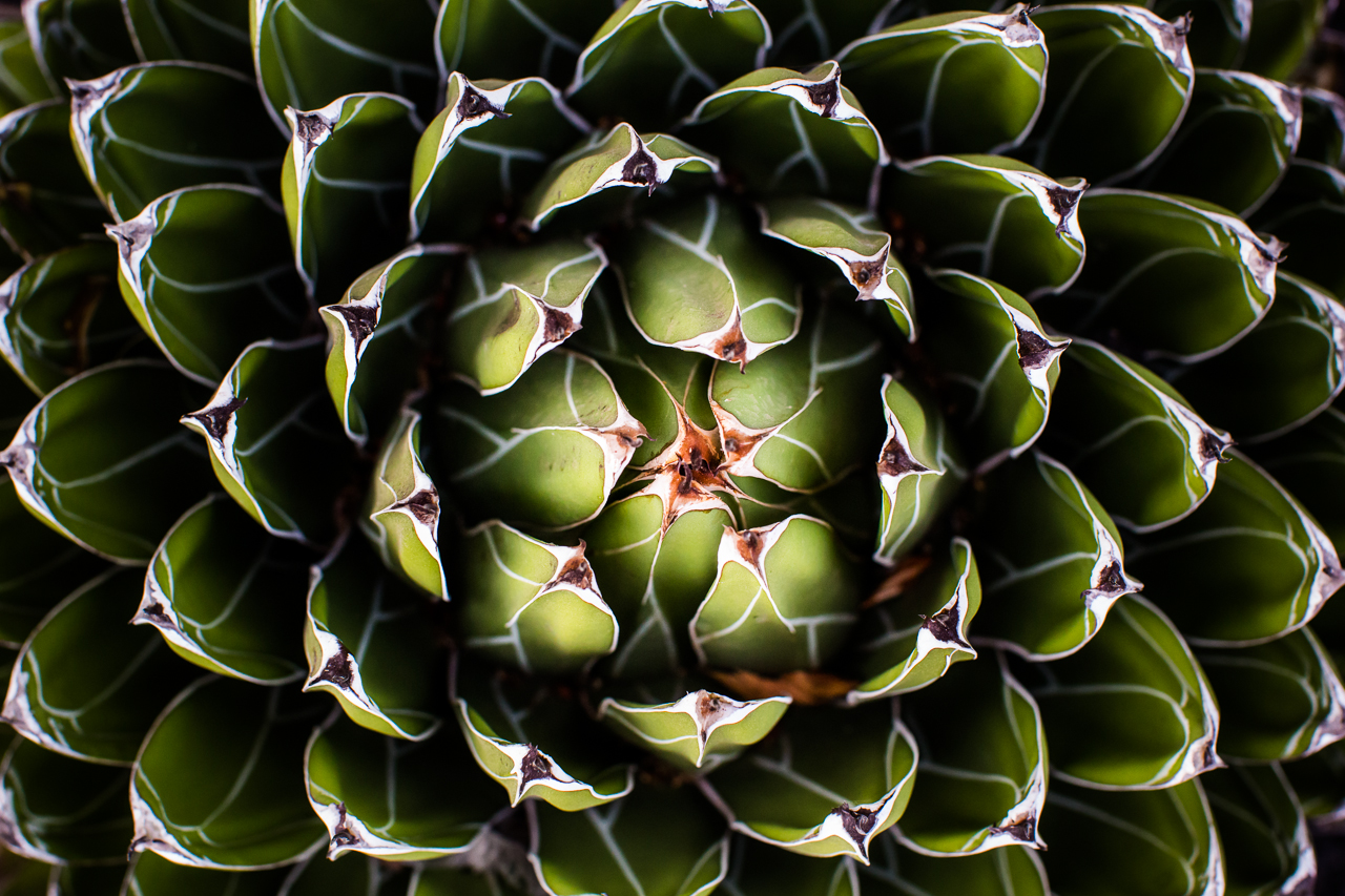 succulent on Gran Canaria