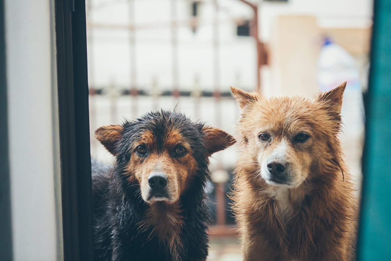 wet dogs on Madeira