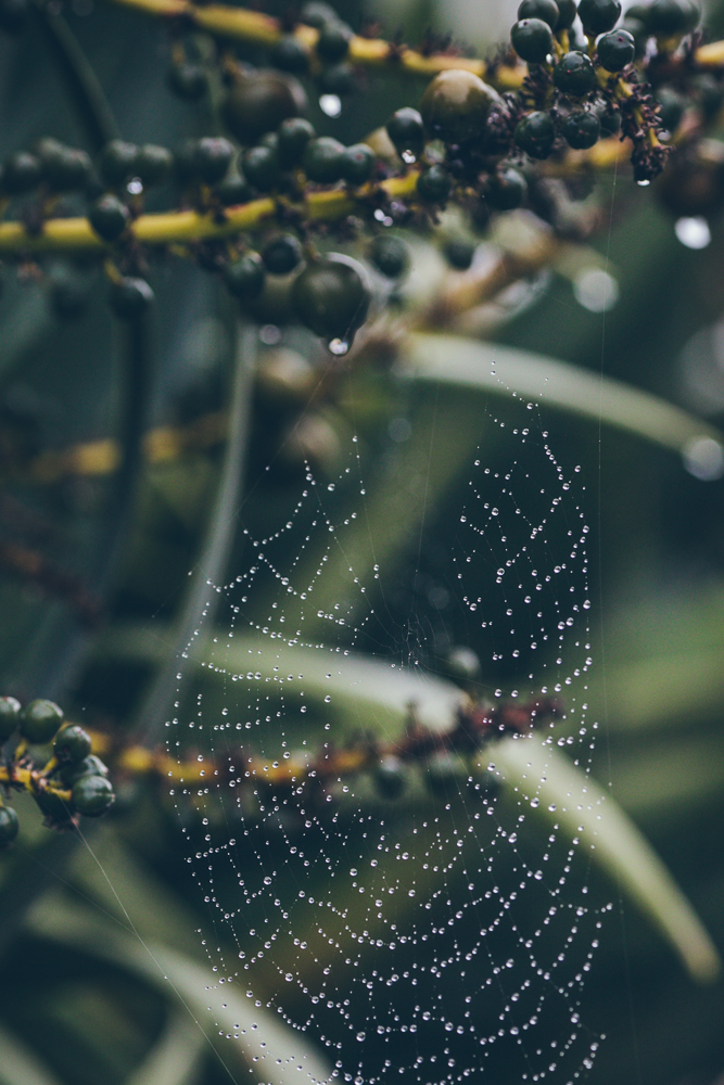 spider net after rain