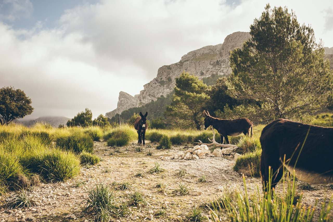 mallorca_196